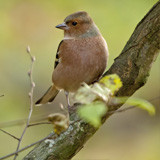 Birds in the Belgian Ardennes